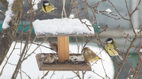 鳥 庭|専門家が解説! お家の庭に野鳥を呼ぶ方法とガーデン。